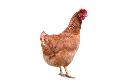 Close-up of rooster against white background