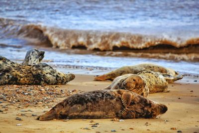 View of animal on beach