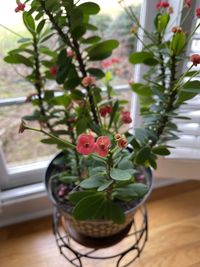 Close-up of potted plant on table at home