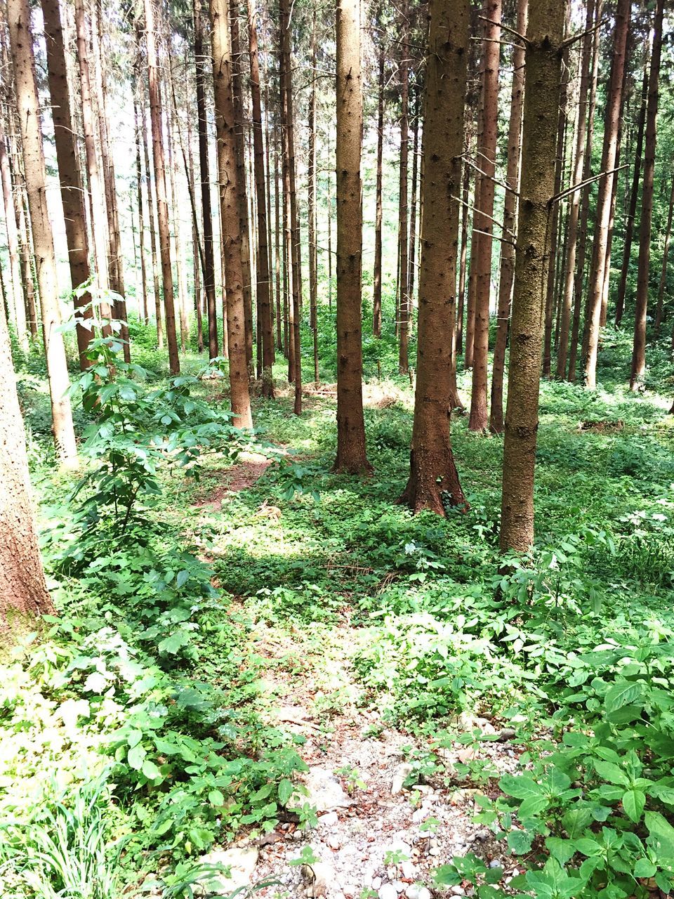 tree, tree trunk, forest, growth, tranquility, woodland, nature, tranquil scene, beauty in nature, scenics, sunlight, green color, day, footpath, outdoors, landscape, non-urban scene, park - man made space, branch, plant