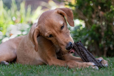 Dog lying on grass