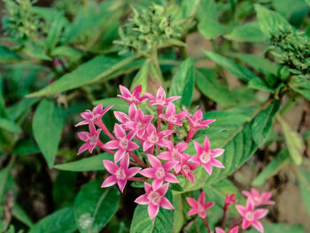 Close-up of pink flowering plants