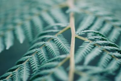 Close-up of fern leaves