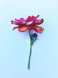 Close-up of pink flower against blue background