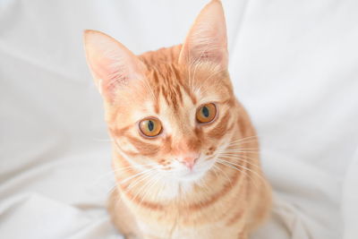 Close-up portrait of cat