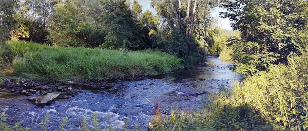 Scenic view of river in forest