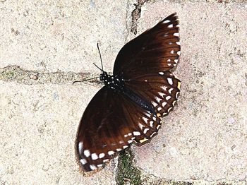 Close-up of butterfly on leaf