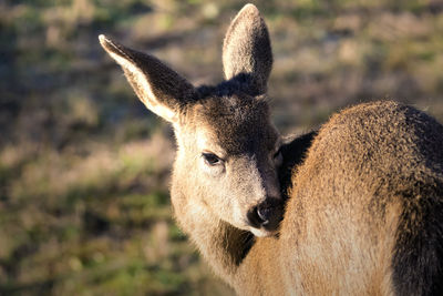 Close-up portrait of deer