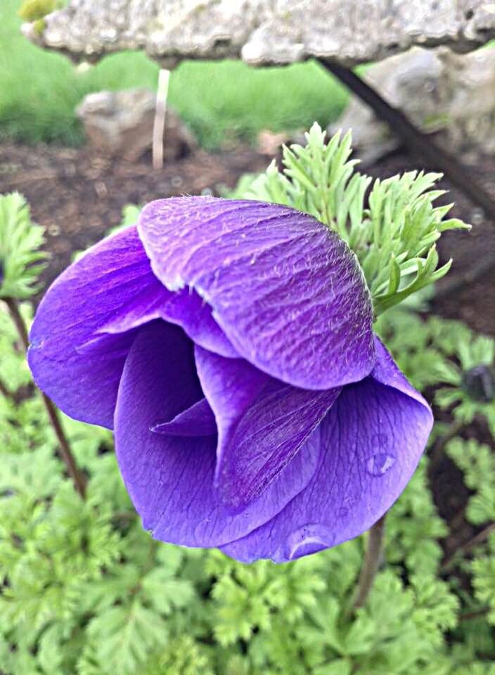 CLOSE-UP OF PURPLE FLOWER IN PARK