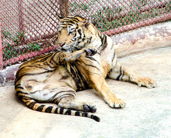Cat lying in a zoo