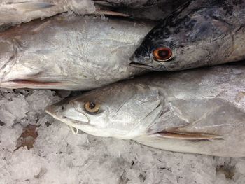 Close-up of fish for sale in market