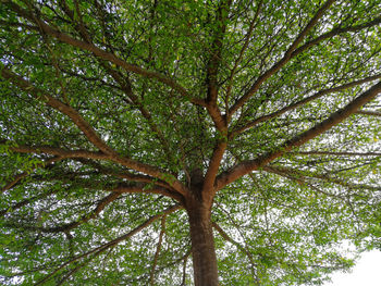 Low angle view of tree in forest against sky