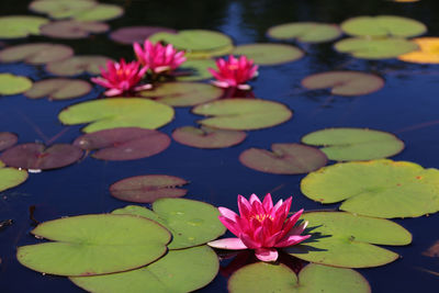 High angle view of lotus water lily in lake