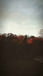 Trees against sky at sunset