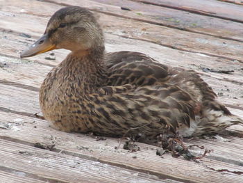 Close-up of mallard duck