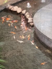 Fish swimming in water