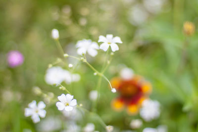 Close-up of flowers blooming outdoors
