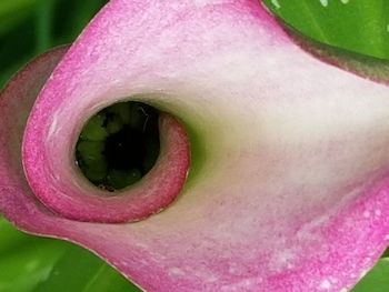 Close-up of pink flower