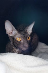 Ina the cornish rex 