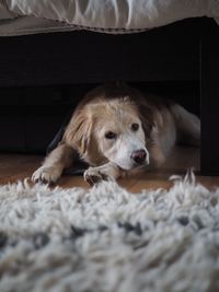 Close-up of dog resting on floor at home