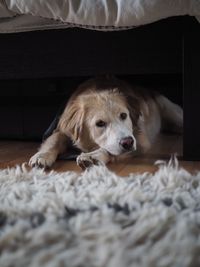 Portrait of dog resting below bed at home