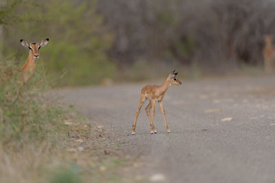 Deer standing on road