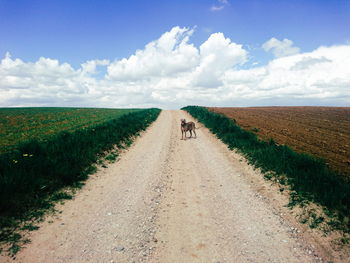 Dog on country road along landscape