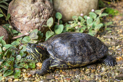 Close-up of turtle