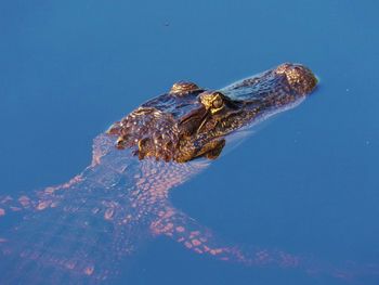 Close-up of turtle swimming in sea