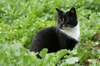 Black cat on plant