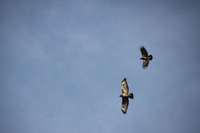 Low angle view of crow and buzzard flying in sky