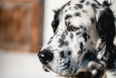 Close-up portrait of dog