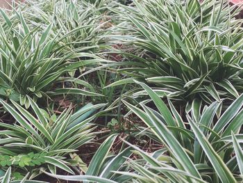 Full frame shot of plants growing on field