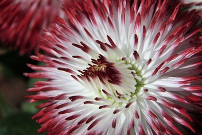 Close-up of red flower