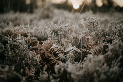 Close-up of plants growing on field