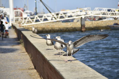 Seagulls on pier by river