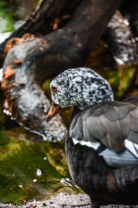 Close-up portrait of a multicolored duck