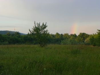 Trees on field