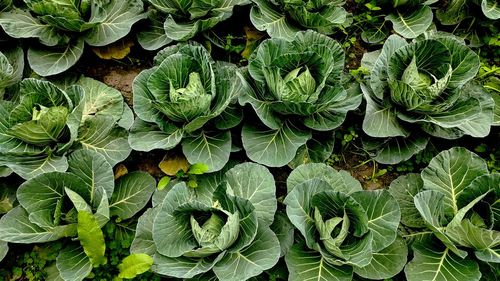 Full frame shot of plants