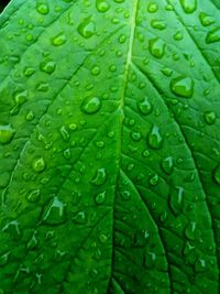 Full frame shot of raindrops on leaf
