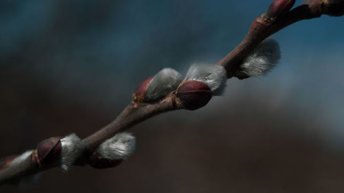Close-up of dead plant on branch