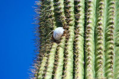 Saguaro cactus on a desert golf course in arizona