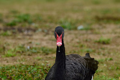 Close-up of a black swan