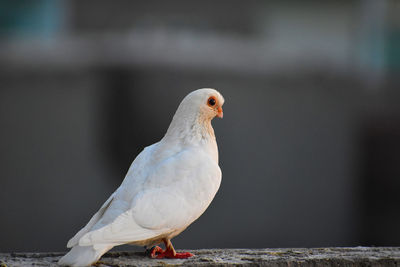 Close-up of bird perching