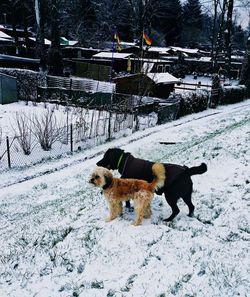 Dog standing on snow covered field