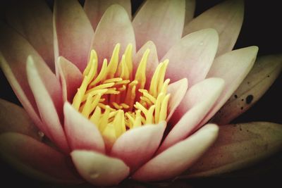 Close-up of flower blooming outdoors