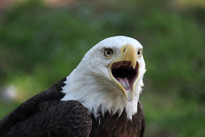 Close-up portrait of eagle