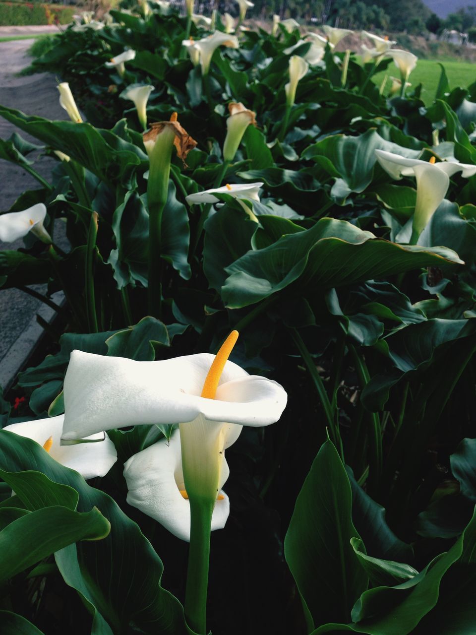 flower, petal, freshness, fragility, flower head, growth, leaf, white color, beauty in nature, plant, blooming, nature, close-up, single flower, in bloom, green color, yellow, stem, field, focus on foreground