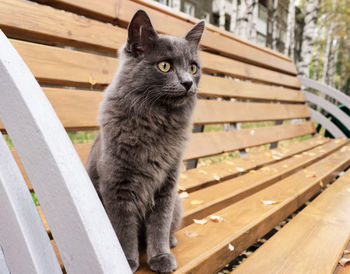 Cat looking away while sitting on seat