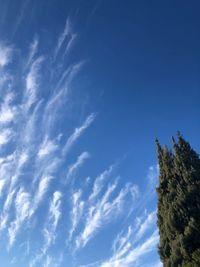 Low angle view of trees against blue sky